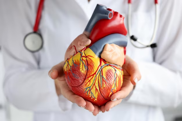 Doctor holding heart model
